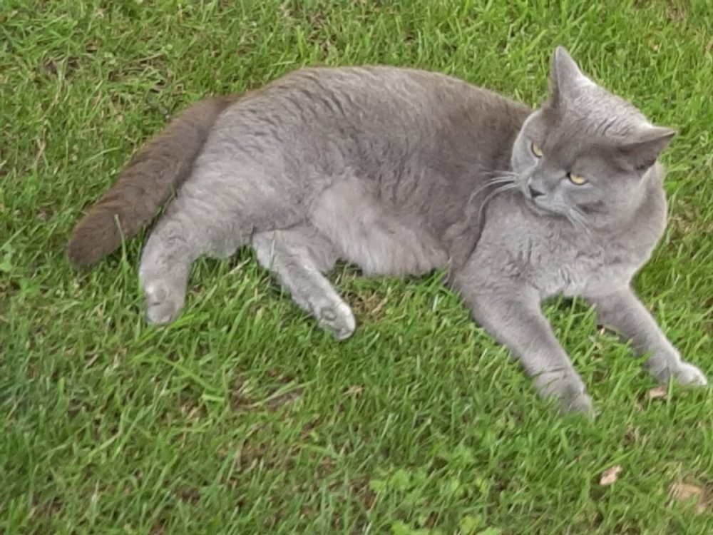 Vermisste Katzen Saarland Vermisste Katzen Saarland